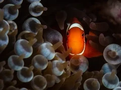 Spine-cheeked anemonefish in Papua New Guinea
