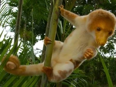 Cuscus in Tufi, Papua New Guinea