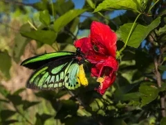 Priam's birdwing butterfly in Tufi, Papua New Guinea.