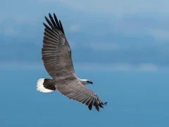White-bellied sea eagle in Papua New Guinea