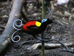Wilson's bird of paradise in Papua New Guinea.