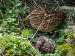 The Subantarctic snipe on Enderby Island, Subantarctic.