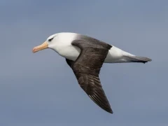 Campbell albatross in flight, in the Subantarctic.