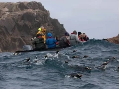 A Zodiac observing penguins in the Bounty Islands, Subantarctic.