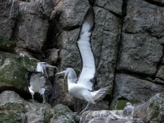 Salvin's albatross on the Bounty Islands, Subantarctic.