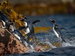 Erect-crested penguins on the Bounty Islands, Subantarctic.