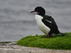 Campbell shag, in the Subantarctic.