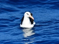 Campbell albatross in the Subantarctic.