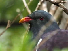 A Chatham Island pigeon, in the Subantarctic.