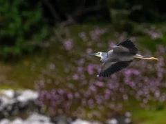 A white-faced heron in flight, on the Chatham Islands, Subantarctic.