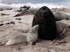 New Zealand sea lion on Enderby Island, the Subantarctic.