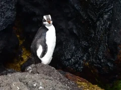 Erect-crested penguin in the Subantarctic.