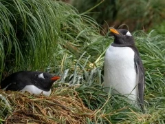 Gentoo penguins on Macquarie Island, Subantarctic.