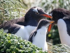 Gentoo penguins with chick, in the Subantarctic.