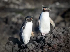 Two southern rockhopper penguins in the Subantarctic.