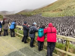 People observing a penguin colony on Macquarie Island, Subantarctic.