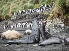 Elephant seals on Macquarie Island, Subantarctic.