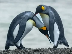 King penguins on Macquarie Island, Subantarctic.