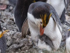 Royal penguin with chick, on Macquarie Island, Subantarctic.