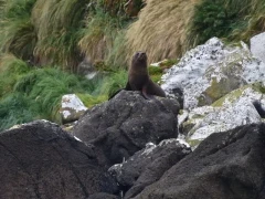 New Zealand fur seal, in the Subantarctic.