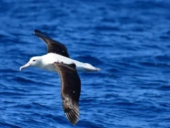 Northern royal albatross in the Subantarctic.