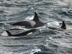 An orca family near Macquarie Island, Subantarctic.