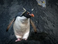 Southern rockhopper penguin, in the Subantarctic.