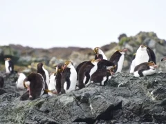 Royal penguin colony on Macquarie Island.