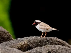 A shore plover on South East Island, Subantarctic.