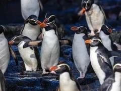 Colony of snares-crested penguins in the Subantarctic.