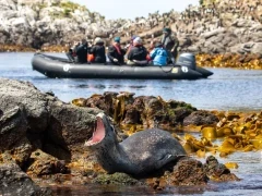 Zodiac cruising around Snares Island, Subantarctic.