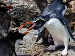 Snares-crested penguin in the Subantarctic.