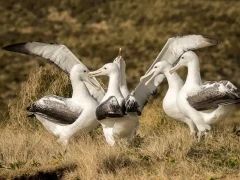 Southern royal albatross on Campbell Island, Subantarctic.