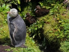 Yellow-eyed penguin on Enderby Island, Subantarctic.
