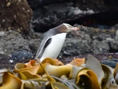 A yellow-eyed penguin, Subantarctic.