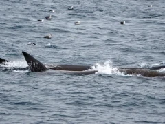 Fin whales in the Subantarctic