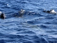 Long-finned pilot whales in the Subantarctic