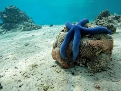 Blue starfish in Tonga.
