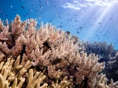 A rich biodiversity of coral reef and fish in Tonga, South Pacific.