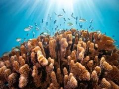 A vibrant coral reef with marine life, in the South Pacific waters of Tonga.