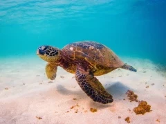 Green sea turtle gliding across the sand.