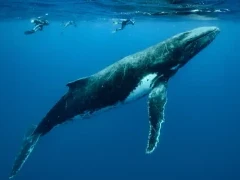 A humpback whale accompanied by snorkellers, in the waters around Vava'u, Kingdom of Tonga.