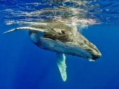 Humpback whale calf turning in the water, Tonga.