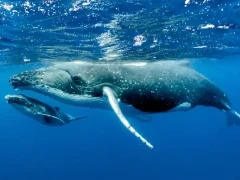 Female humpback whale with calf, in Vava'u, Tonga.