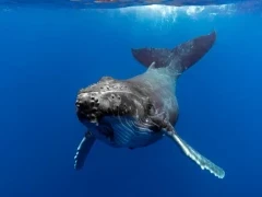 Juvenile humpback whale in the deep blue waters of the South Pacific, Tonga.