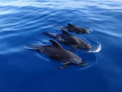 Three pilot whales surfacing.