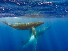 A female humpback with calf.