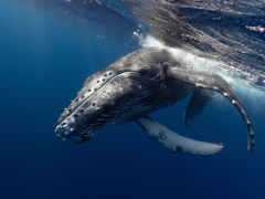 A humpback whale calf beginning to dive.