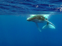 A humpback whale swimming towards the photographer.