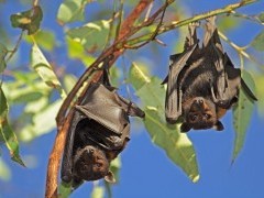 Black flying foxes in Kakadu National Park, Australia